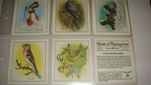 BIRDS IN SPRINGTIME BY CADBURY'S  A SET OF 12 LARGE CARDS IN SLEEVES 1983 EXC