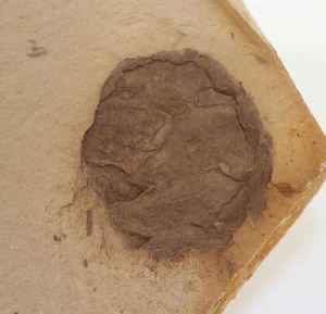Coni, Metasequoia occidentalis, terziario, Oligocene, Montana, USA-k478 - Foto 1 di 4
