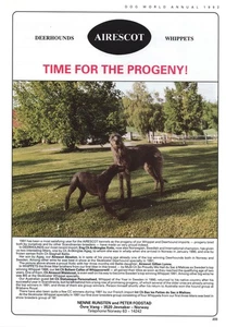 DEERHOUND DOG BREED KENNEL ADVERT PRINT PAGE 1992 AIRESCOT KENNEL DOG WORLD - Picture 1 of 1