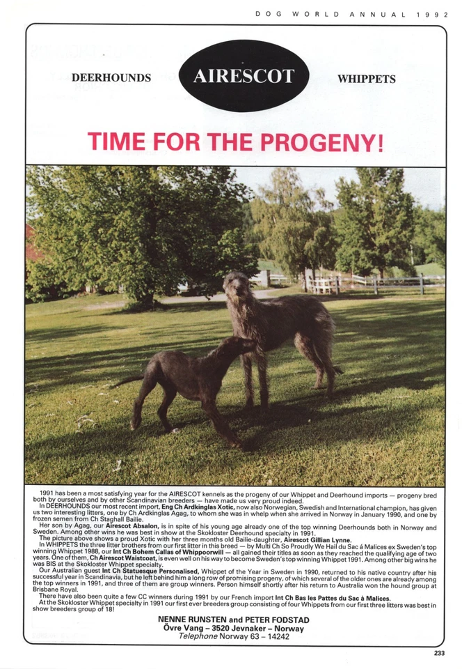 DEERHOUND DOG BREED KENNEL ADVERT PRINT PAGE 1992 AIRESCOT KENNEL DOG WORLD - Image 1 of 1