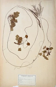 Botanik - Herbarium Blatt XIX - Getrocknete Pflanzen - Wasser Kastanie - Picture 1 of 3