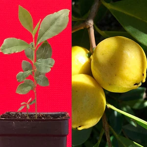 Lemon Yellow Cattley Guava Psidium Littorale Cattleianum Fruit Tree Potted PLANT - Picture 1 of 10