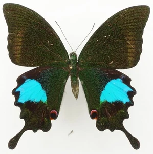 PAPILIO PARIS DEMPO FEMALE FROM MT. DEMPO, SOUTH SUMATRA - Bild 1 von 2