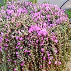 Rodondo Creeper Blasse Taupflanze Drosantheme Floribundum Redondo 5 Stecklinge UK EU - Bild 1 von 1