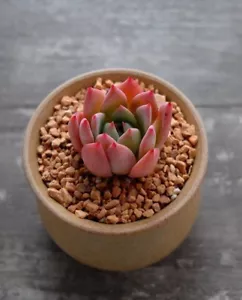 Echeveria colorata var brandtii, rare succulents, 10 seeds - Picture 1 of 4