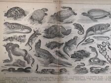 1929 REPTILES Engraving Crocodile Snake Sea Turtle Illustration 10.5 x 8" C14-3