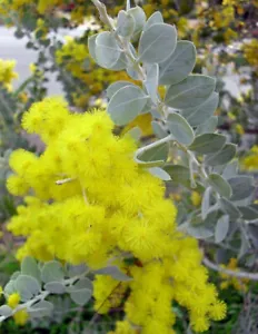 AKAZIE PODALYRIIFOLIA - SILBERNE MIMOSE, 10 Samen + GESCHENK - Bild 1 von 1