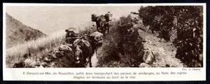 1937 -- BANYULS SUR MER PETITS ANES ET PANIERS DE VENDANGES . 3T722 - Bild 1 von 1