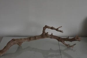 Terrario, Exo Terra Foresta Ramo Grande Ca 61 x 30 x 17 CM A Rettile Albero - Foto 1 di 3