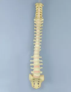 1:1 Trauma de columna vertebral adulto práctica quirúrgica ortopédica modelo esqueleto simulado - Imagen 1 de 4