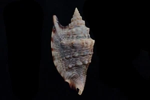 TATSKIESHELLS - Sea Shells Strombus Aratrum 67 -m.m. f+++ - Imagen 1 de 3