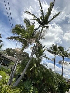 Mature Alexandria Palm Trees - Picture 1 of 5