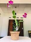 Coconut Husk Flower Pot Plant Growth Compostable Nursery Seed Garden Decoration