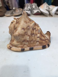 Vtg Large Cassis Tuberosa Conch Seashell Decor Ocean Great Pattern Shell - Picture 1 of 7
