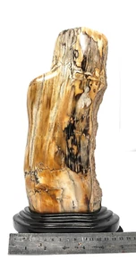 3700Gr BEAUTIFUL NATURAL PARTLY POLISHED PETRIFIED WOOD INDONESIA - Picture 1 of 8