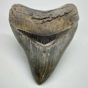 Scharf gezackter hochwertiger 4,40" fossiler MEGALODON Haifischzahn - USA - Bild 1 von 6