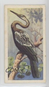 1961 Brooke Bond Tropical Birds Tea Indian Darter #35 a8x