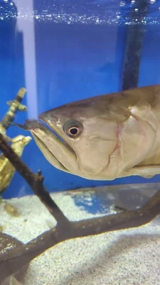 Silver Arowana 24" + inches  LOCAL PICKUP ONLY - Image 1 of 4