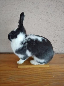 Beautiful taxidermy rabbit ! Spreparowany króliczek! - Picture 1 of 5