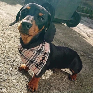 Plain or Personalised Embroidered Dog Bandana Tartan Beige Neckerchief Neck Tie - Picture 1 of 7