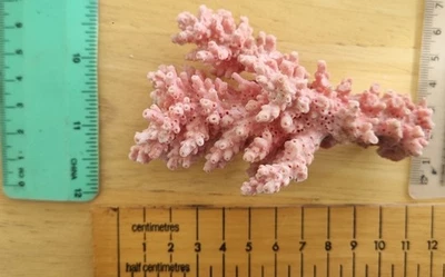 Vintage Dead Pink Sea Coral From Australia - Image 1 of 4