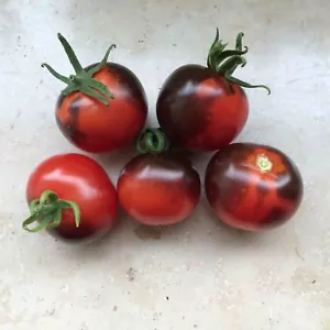 25 Osu Blue Cherry Tomato Seeds Organic Method Seeds Plants Vegetables - Picture 1 of 3