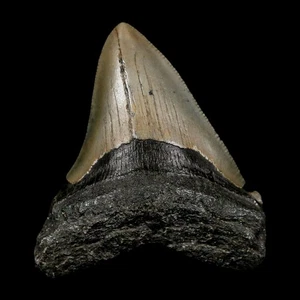 2.5" Quality Megalodon Shark Tooth Serrated Fossil Natural Miocene Age COA - Picture 1 of 6