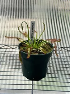 Drosera capensis (Cape Sundew) - Picture 1 of 3