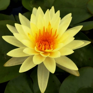 15 Seerosensamen „Colonel A.J. Welch“ „Nymphaea Lotus“ - Bild 1 von 1