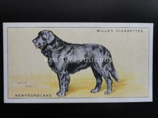 no.19 Newfoundland Dogs - Wardle by W. D. 1937 & H. O. Wills Ltd