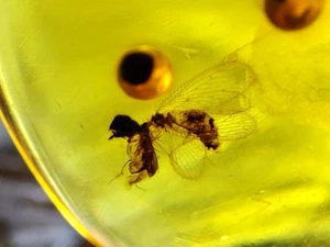 Fossil amber Insect Burmese burmite Cretaceous insect Fly Myanmar - Picture 1 of 3