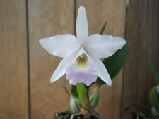 Cattleya Laelia anceps x Love Knot Orchid Plant