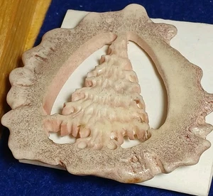 Alaska geschnitzter Schuppen Geweih Weihnachtsbaum Pin Geoff & Sandy Olson Homer, AK - Bild 1 von 7