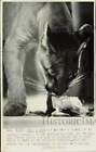 1963 Press Photo Puma Sniffing Flower at Melbourne Zoo in Australia - lrb39913