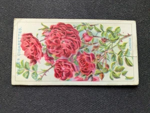 1926 Wills Roses Card # 11 Excelsa (VG) - Picture 1 of 3