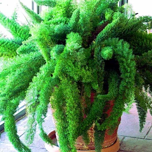 10 ASPARAGUS FOXTAIL FERN Seeds Myers Houseplant Tropical Flower Garden RARE! - Picture 1 of 16