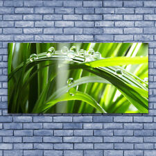 Acrylglasbilder Wandbilder Druck 140x70 Gras Tautropfen Pflanzen
