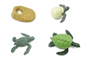 Models of Green Sea Turtle Life Cycle - MONTESSORI BIOLOGY - Bild 1 von 1