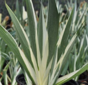 Iris Japonica Variegated x 1 Plant - Crested Iris - Evergreen - Perennial - Rare - Picture 1 of 5