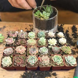 24 Packs 2'' Assorted Echeveria Rosettes Succulent Plant For Indoor Garden Decor - Picture 1 of 12