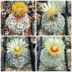 Astrophytum asterias 'Super Kabuto' V- tipe mix 10seeds harvest 2025 - Picture 1 of 6