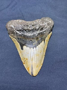 Megalodon Tooth About 6 Inch 500 Grams - Picture 1 of 6