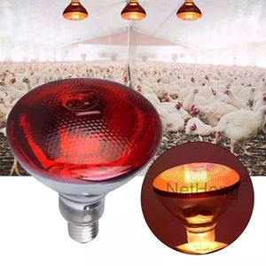 1-10PCS INFRA RED HEAT BULB LAMP RUBY 250W Poultry Chick Brooder Lambs Livestock - Picture 1 of 16
