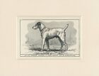  WIRE FOX TERRIER ANTIQUE 1900 ENGRAVING NAMED DOG PRINT MOUNTED