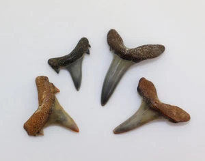 Collezione denti di squalo, Striatolamia macrota, Terziario, Eocene, Balegem, Belgio -i874 - Foto 1 di 7