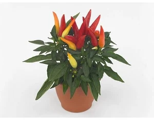 Peperoncino Capsicum Hot Joker | 3 Piante Peperoncino Ornamentale e Commestibile - Picture 1 of 3