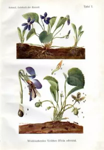 SCHMEIL CHROMOLITHOGRAPHIE 1908 süßes Violett, Holzviolett - Bild 1 von 3