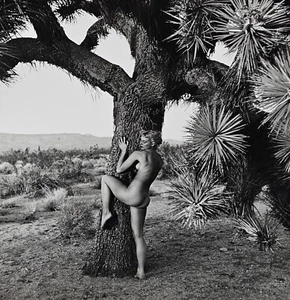 Foto Andre De Dienes Mujer Desnuda y Árbol Joshua Estampado Gelatina Plateada 1960, Certificado de Autenticidad - Imagen 1 de 10