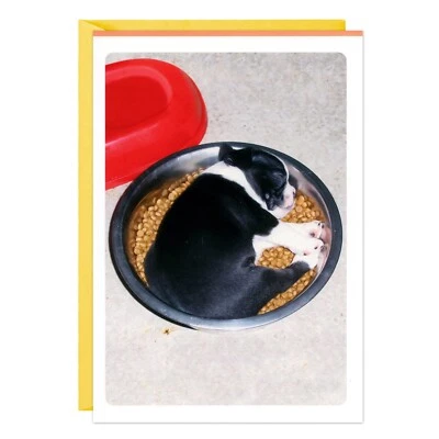 Funny BIRTHDAY Card, Cute Boston Terrier Puppy Dog Sleep by Hallmark + Envelope - Image 1 of 4
