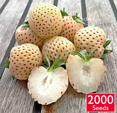 2000 White Alpine Pine Strawberry Seeds Strawberries Plant Rare Tropical Fruit - Image 1 of 3